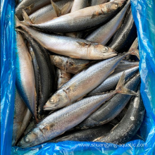 Hot Selling Pacific Mackerel In 8-10Pcs/Kg By Customised